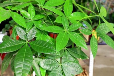 不用勤澆水的省心室內(nèi)盆栽植物，這7種可嘗試種植
