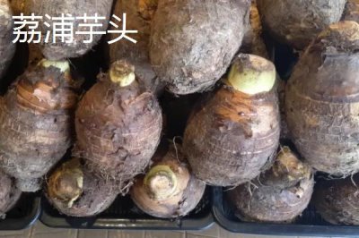 廣西省荔浦市的特產(chǎn)，荔浦馬蹄久負盛名