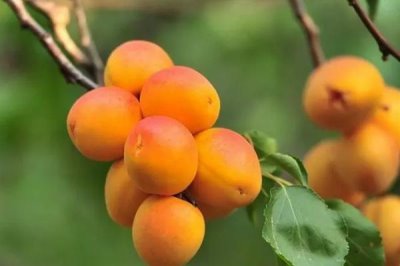 杏的價(jià)格，通常在6-7月份成熟