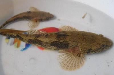 子線0.1號(hào)和0.2號(hào)有什么區(qū)別，0.2號(hào)子線的線徑和拉力值更大