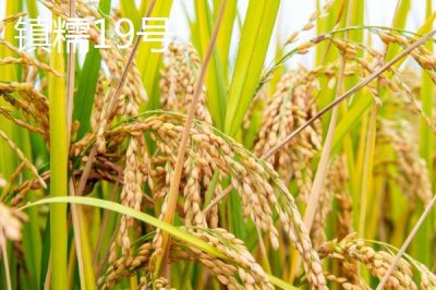 適合江蘇種植的高產(chǎn)水稻品種，了解這7種