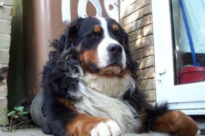 伯恩山犬好不好養(yǎng)，屬于易養(yǎng)犬種