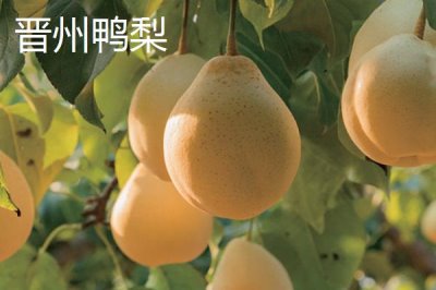 鴨梨的產(chǎn)地，黃淮海平原沙地廣泛種植