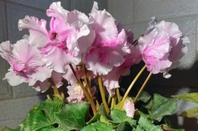 喜陰耐寒的室內(nèi)植物花卉有哪些，常見的有茶花、風(fēng)信子、郁金香等