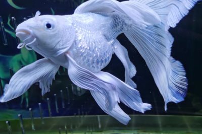 蝴蝶鯉混養(yǎng)最佳搭配，可與錦鯉、龍魚或龍虎魟混養(yǎng)