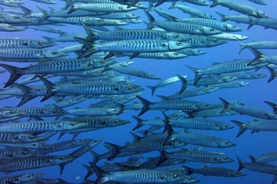 沙丁魚是不是深海魚，屬于深海魚且主要以浮游生物為食