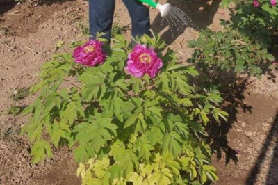 富貴花開的寓意，寓意富貴吉祥、心想事成等