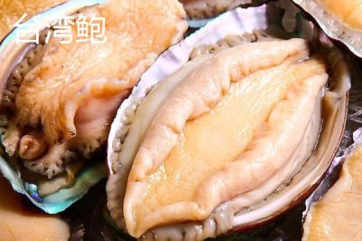 什么品種的鮑魚苗好，常見這6種