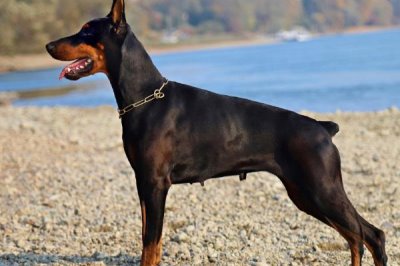 杜賓犬智商高嗎，在狗狗中排第5名