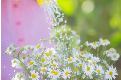 小雛菊的花語(yǔ)，寓意永遠(yuǎn)的快樂(lè)、深沉的愛(ài)意等