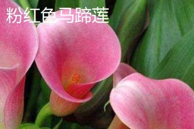 家里不能養(yǎng)馬蹄蓮的原因，會污染環(huán)境且容易產(chǎn)生病害