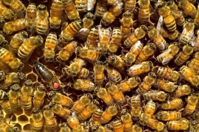 意蜂怎樣組織雙王群，先混淆兩群蜂的群味后再組成雙王群