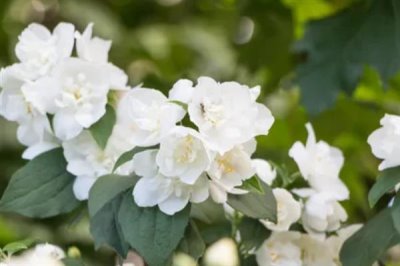 白色茉莉的花語(yǔ)，寓意喜愛(ài)之情、純潔無(wú)暇等