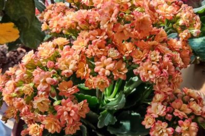 長(zhǎng)壽花不開(kāi)花的原因，光照不足或養(yǎng)分不夠都會(huì)導(dǎo)致