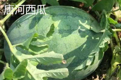 河南唐河縣的特產(chǎn)，梔子品質(zhì)上乘
