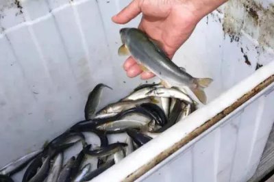 野生香魚的市場價格，高達(dá)500元一斤