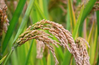 和兩優(yōu)03水稻種子特征特性，秧田播種量每畝10公斤