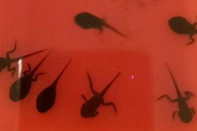 蝌蚪不能變成青蛙的原因,甲狀腺激素是主要物質(zhì)