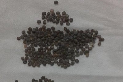 蠶卵的顏色變化順序，變化順序是淡黃色-玫瑰色-紫黑色