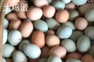 土雞蛋的價格，1枚需要1-2元左右