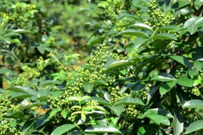 花椒夏季種植管理技術，夏季修剪通常全年進行2-3次