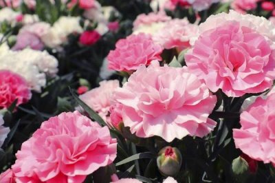 康乃馨種苗的批發(fā)價格和種植方法，夏季要避免陽光直射