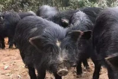 香豬的食物，可飼喂野草、稻谷等青綠飼料