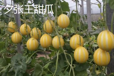 天價(jià)水果有哪些，一顆日本草莓的售價(jià)達(dá)到900元左右