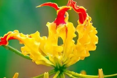嘉蘭的花語，花語是榮光