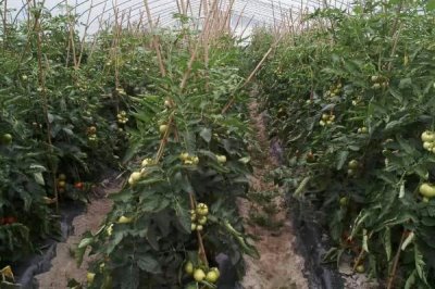 冷棚種植項目推薦，常適用于北方地區(qū)