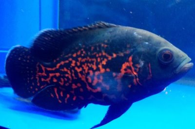 地圖魚耗氧量大不大，消耗量比其它魚類要大