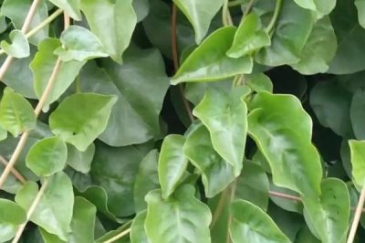 藤三七的種植方法，通常都是采用扦插繁殖的方法