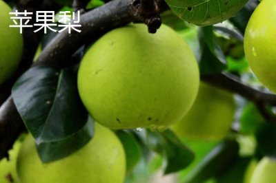 吉林省延吉市的特產(chǎn)，長白山人參是知名特產(chǎn)