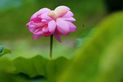 并蒂蓮的花語，寓意夫妻恩愛、兄弟和諧等