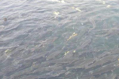 靜水土池塘養(yǎng)魚高產(chǎn)技術，放養(yǎng)密度應超過1000尾
