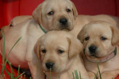 拉布拉多幼犬如何飼養(yǎng)，需按照少量多餐的原則喂食