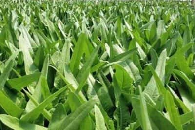 春種油麥菜注意事項，露地栽培可在五月中旬播種