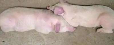 豬高熱病怎么傳播，蚊蠅吸血、機(jī)械帶毒、病豬及其產(chǎn)品均是傳染源