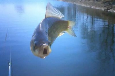 天下鯉釣鯉魚怎樣搭配，隨季節(jié)氣溫來搭配餌料