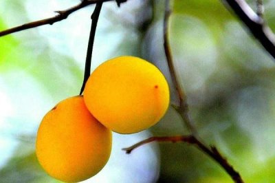 梅子黃時(shí)是指什么季節(jié)，會(huì)由于所處地理位置的不同而不同