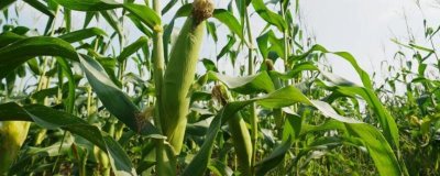 勝玉902玉米種子特點，生育期129天