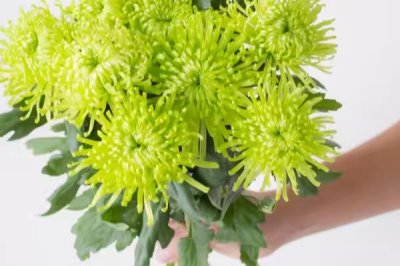 綠菊花的花語，寓意純凈高雅、生機(jī)活力等