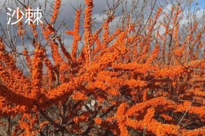 刺梨的產(chǎn)地，產(chǎn)地為云貴川