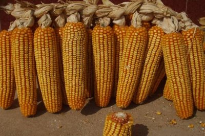 賽德1號玉米品種簡介，適宜播期在4月下旬