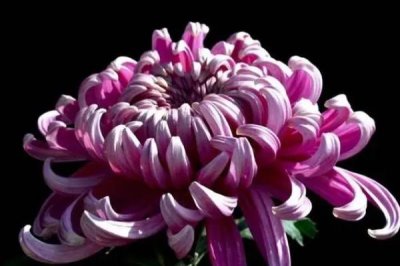 菊花夏天能放外面嗎，可以放外面養(yǎng)但需要做好遮陰措施