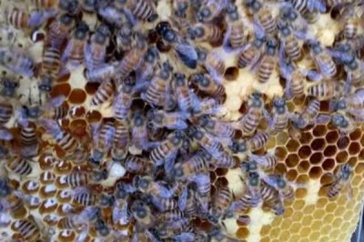 介王不圍王籠了可以放王嗎，介王時(shí)圍王是工蜂排斥新蜂王的表現(xiàn)