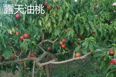 大棚油桃和露天油桃有什么區(qū)別，大棚油桃的蟲害較少