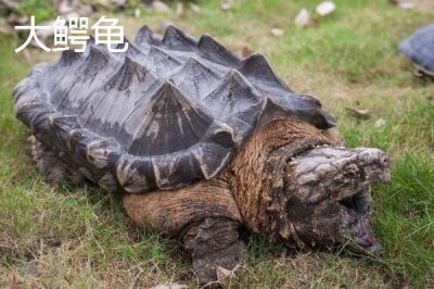 鱷龜是不是鱷魚和烏龜雜交產(chǎn)生的，其實(shí)只是外觀近似鱷魚