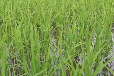 九優(yōu)皖占水稻種子簡介，一般6月下旬—7月上旬播種