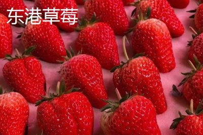遼寧省丹東市的特色水果，夏家村草莓達(dá)到無(wú)公害綠色食品標(biāo)準(zhǔn)